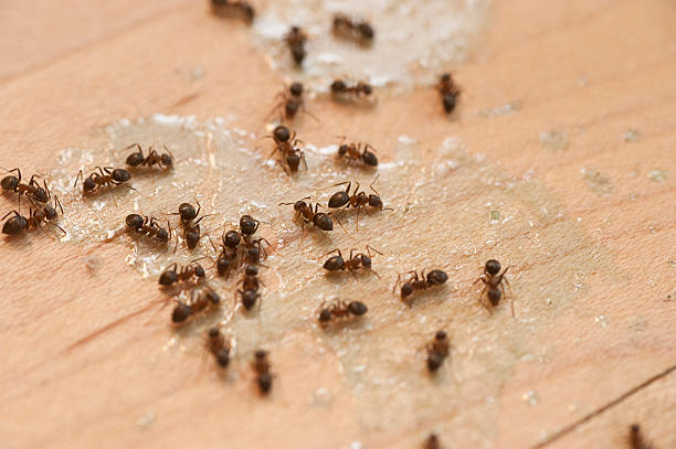 Best Best Pest Control Companies  in Monrovia, MD
